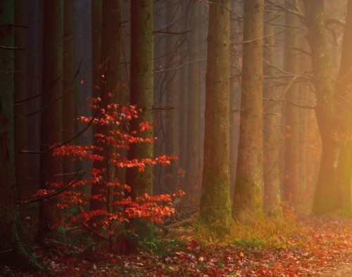 WW2503 OPZoekNaarDeWaarheid